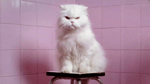 Angry cat animals GIF on GIFER - by Dorinadar