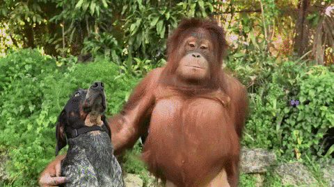 Arangitan Zoo Sex Gifs - dog, animal friendship, orangutan, roscoe, suryia Gif For ...