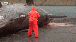 giphy.gif