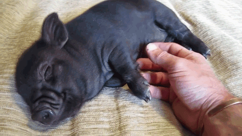 pig gif