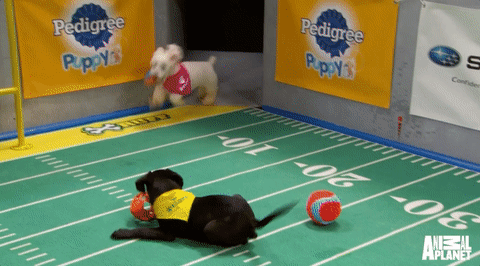 Puppy Bowl Gif For Fun Businesses In Usa