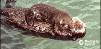 giphy | search all the gifs & make your own