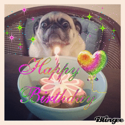 Happy Birthday GIF, Pug with Birthday Cake