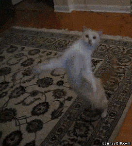Dancing GIF - Find & Share on GIPHY  Gif dance, Funny dancing gif, Dancing  gif