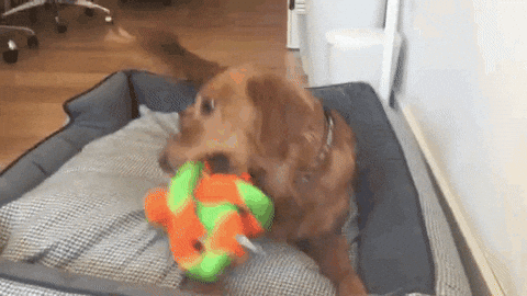 New trending GIF tagged funny dog weird eyes…