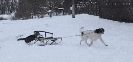 Animals Cat animated GIF