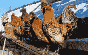 giphy.gif