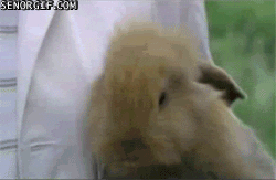 when animals smile, they make us smile :)