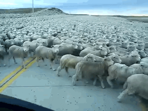 New trending GIF tagged sheep via http ift… | Trending Gifs