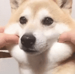 cute dog