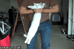 Animals Cat animated GIF