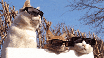 Cat Cool animated GIF