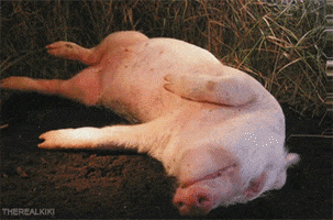 dead pig pigs gif mortis decay rigor giphy animated gifs animals