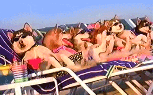 Relaxed Dog GIF - Find & Share on GIPHY