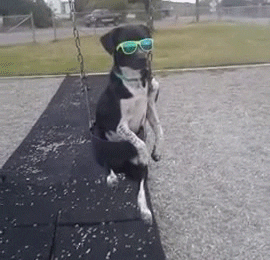 New trending GIF tagged funny dog weird eyes…