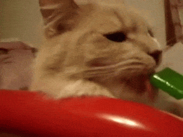 New trending GIF tagged funny cat animals commercial…
