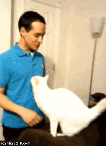 New trending GIF tagged cat no via http…