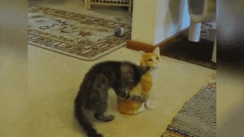 Если котенок играет со своими руками Если котенок играет со своими руками