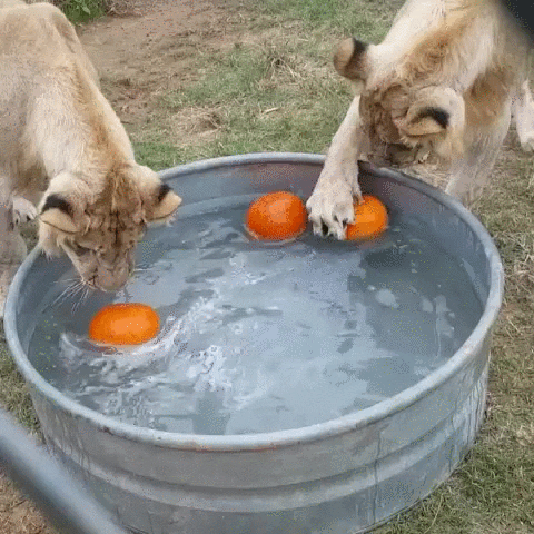 This pumpkin soup is it!!!