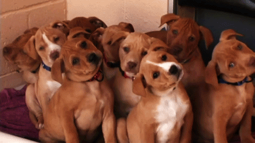 Funny Dog GIF - Funny Dog Pet - Discover & Share GIFs