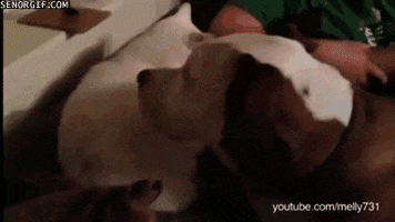 Cats Dogs animated GIF