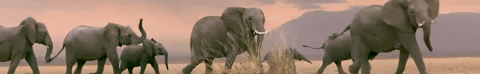 elephants GIF by NRDC