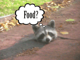 Cute Dog Loves Pizza! on Make a GIF