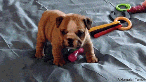 New trending GIF tagged dog cute sad puppy…