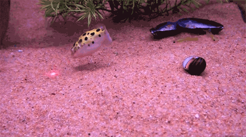 New trending GIF tagged red fish laser following…