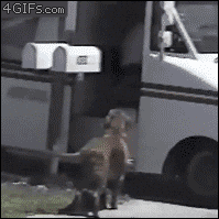 Test post Giphy