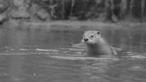 otter animated GIF 