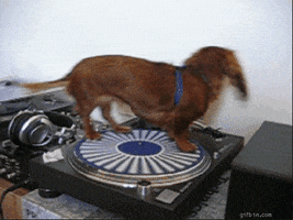 Dachshund Dogs animated GIF