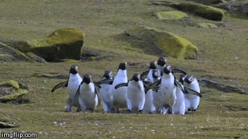 butterfly, chasing, hopping, penguin # butterfly # chasing # hopping 