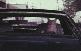 Cat Driving animated GIF