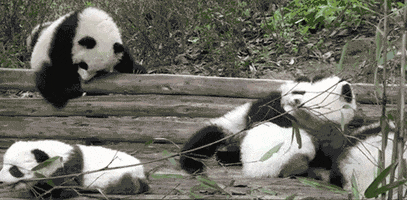 Cute Panda animated GIF