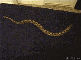 200.gif