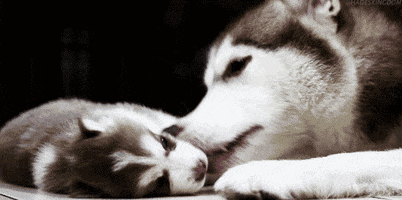 Husky love