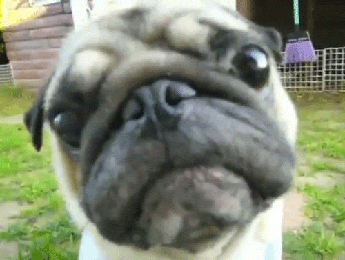 New trending GIF tagged funny reaction lol pug… | Trending Gifs
