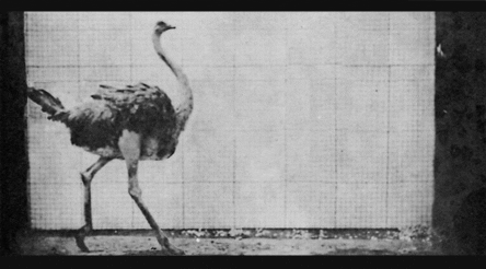 Eadweard Muybridge Ostrich GIF - Find & Share on GIPHY