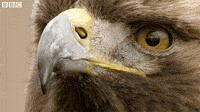 angry bird gif by bbc earth