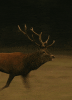 Animals Deer animated GIF