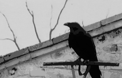 Blackbird / The Raven