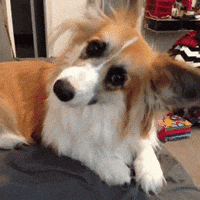 Corgi Rgif animated GIF