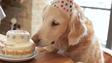 Happy Birthday Gif Funny Dog @