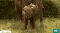 natures epic journeys baby elephant gif by bbc earth