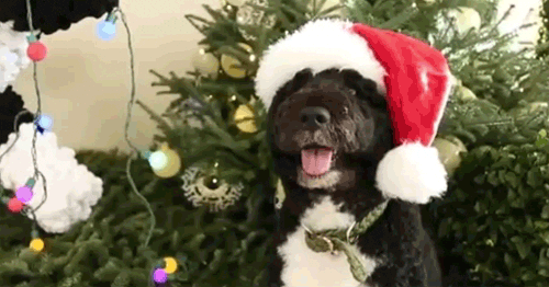 animated christmas dog gifs