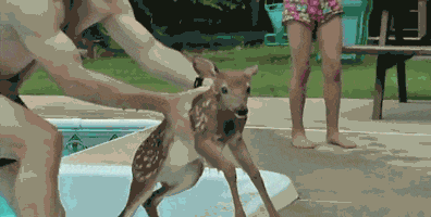 Deer Nope animated GIF
