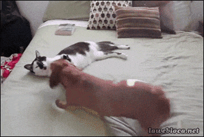 Cats Cuddles animated GIF