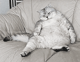 Fat Cat GIF - Find & Share on GIPHY