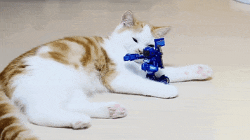 Cat Playing animated GIF